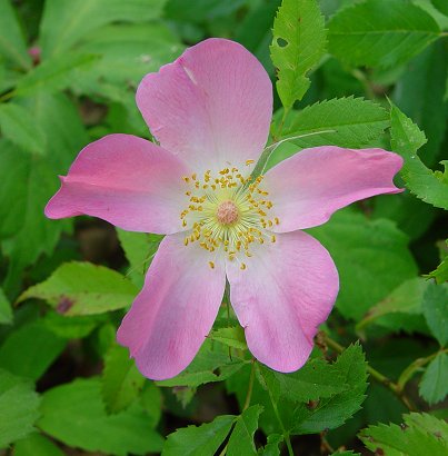 Rosa Carolina